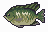 Gutter Tilapia inventory icon