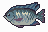 Tilapia inventory icon